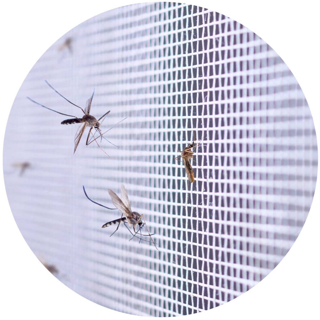 ARAVA SITIO WEB 13 ARAVA