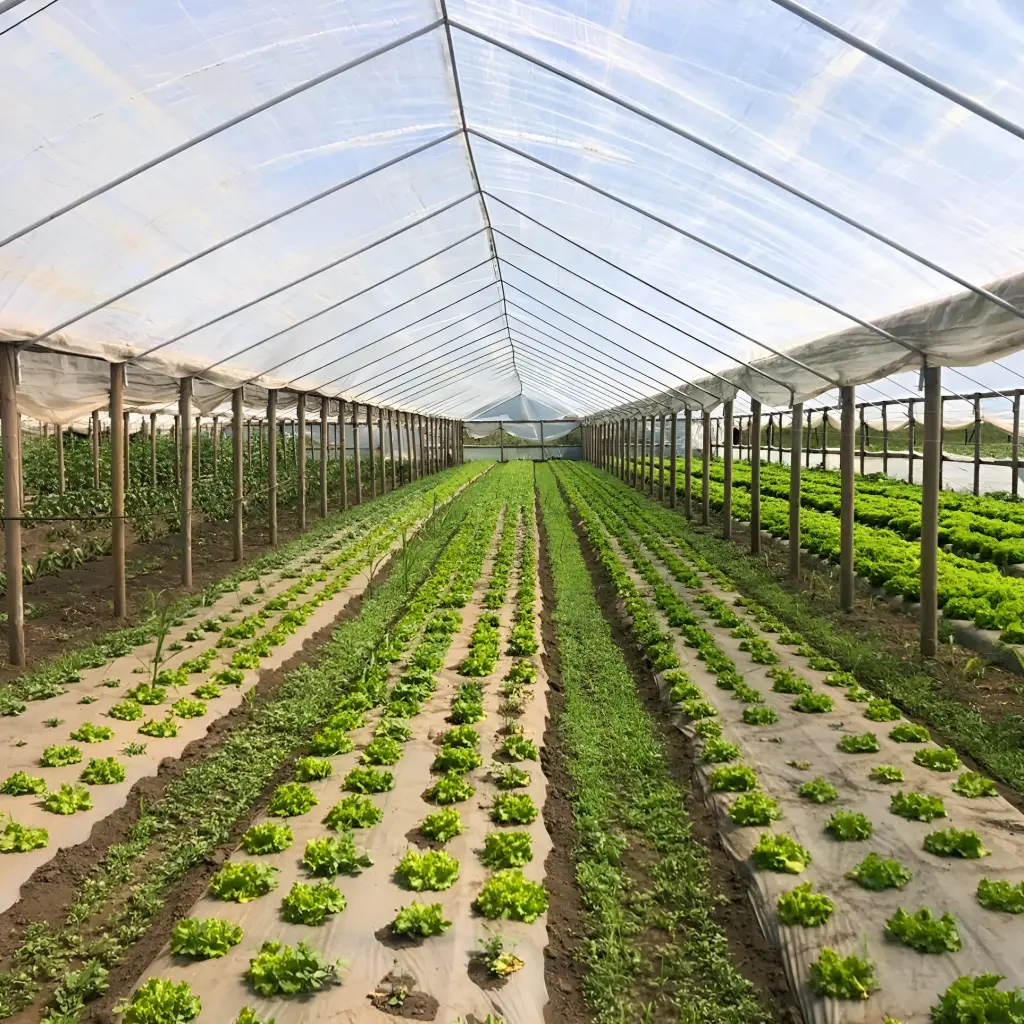 snapedit 1708439236195 ARAVA