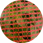 ARAVA SITIO WEB 20 ARAVA