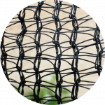 ARAVA SITIO WEB 21 ARAVA