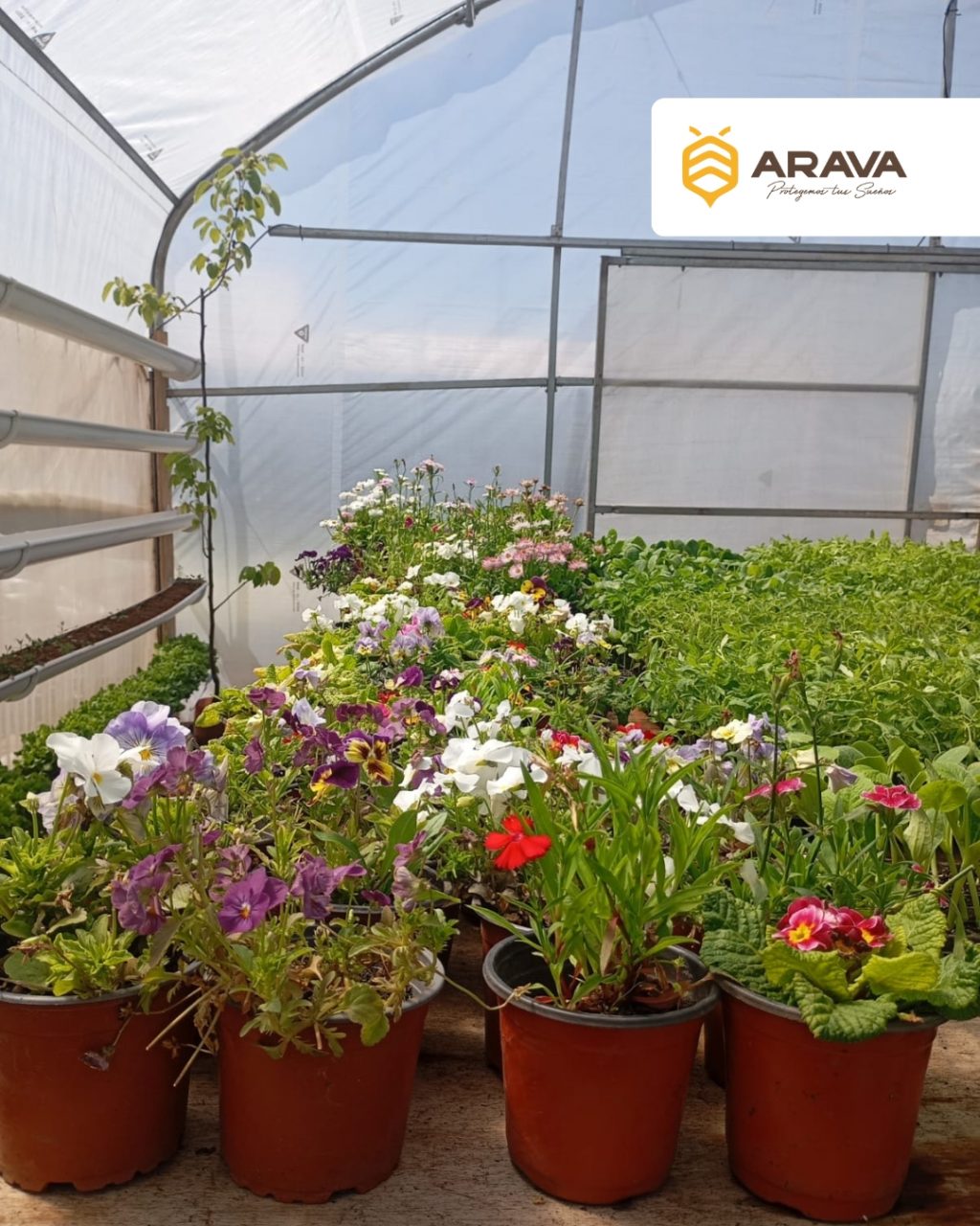 Instagram post from aravachile. This post is in position 0.