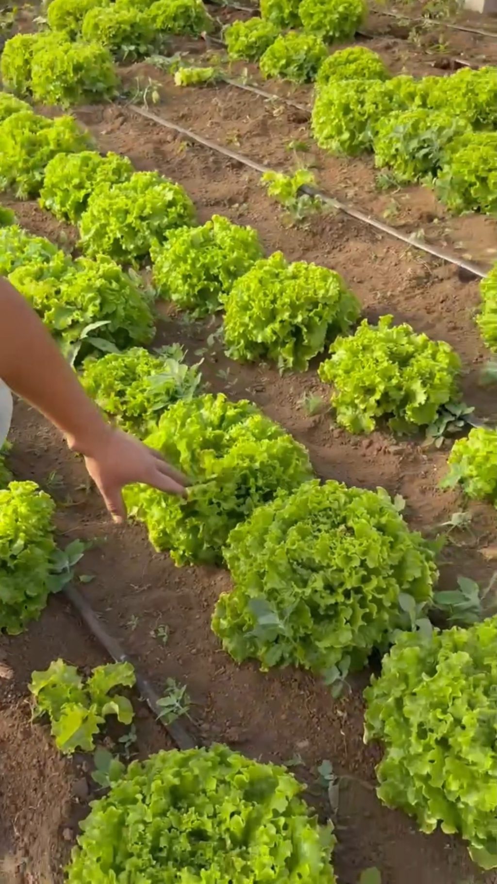 Instagram post from aravachile. This post is in position 0.