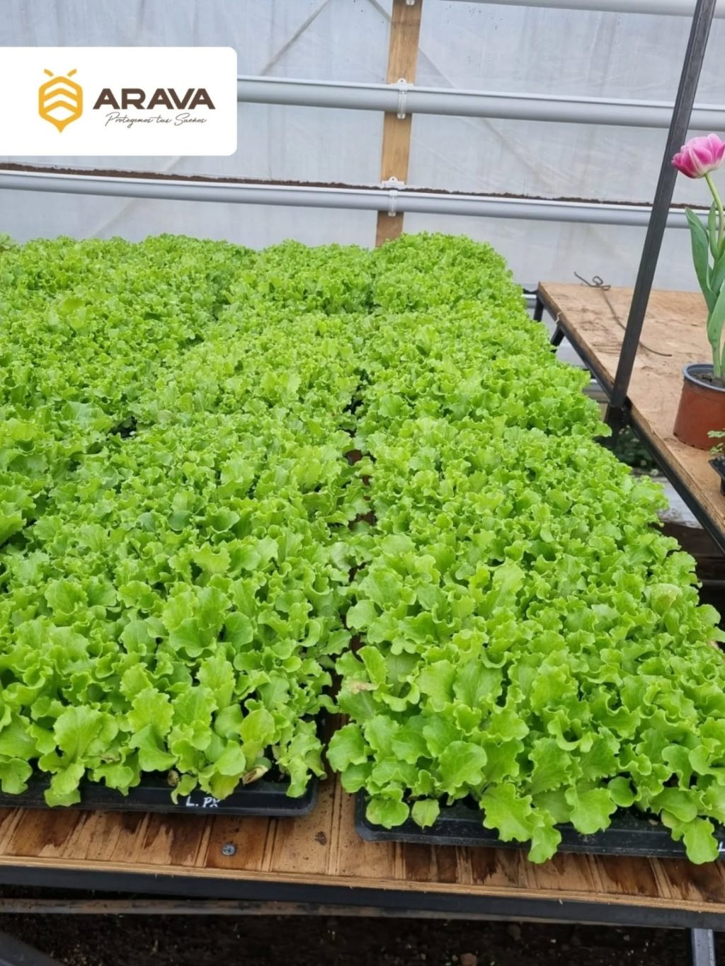 Instagram post from aravachile. This post is in position 2.