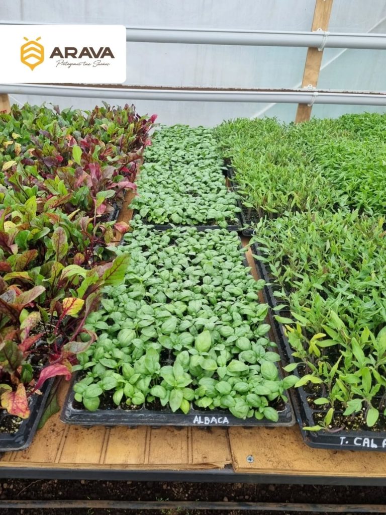 Instagram post from aravachile. This post is in position 7.