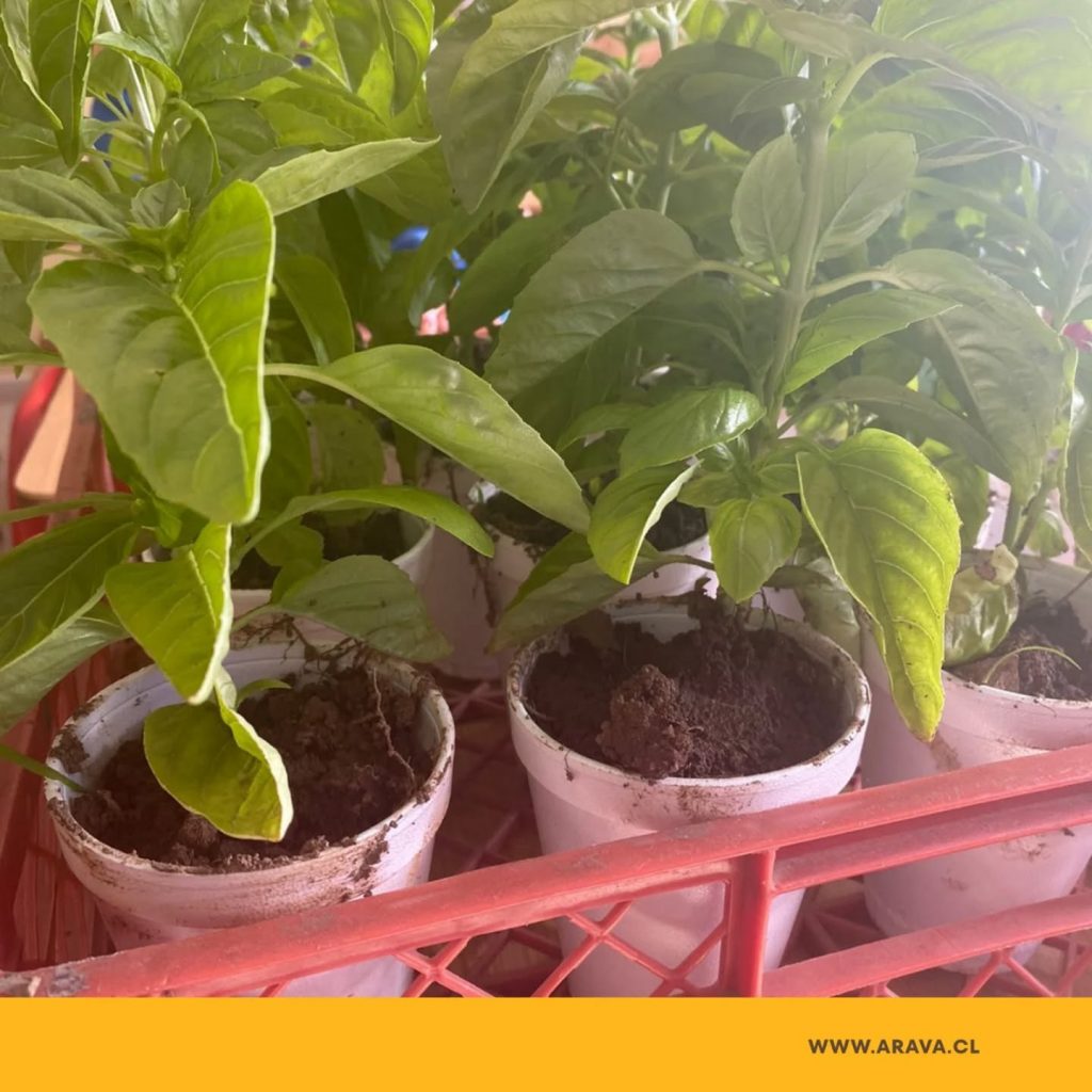 Instagram post from aravachile. This post is in position 8.