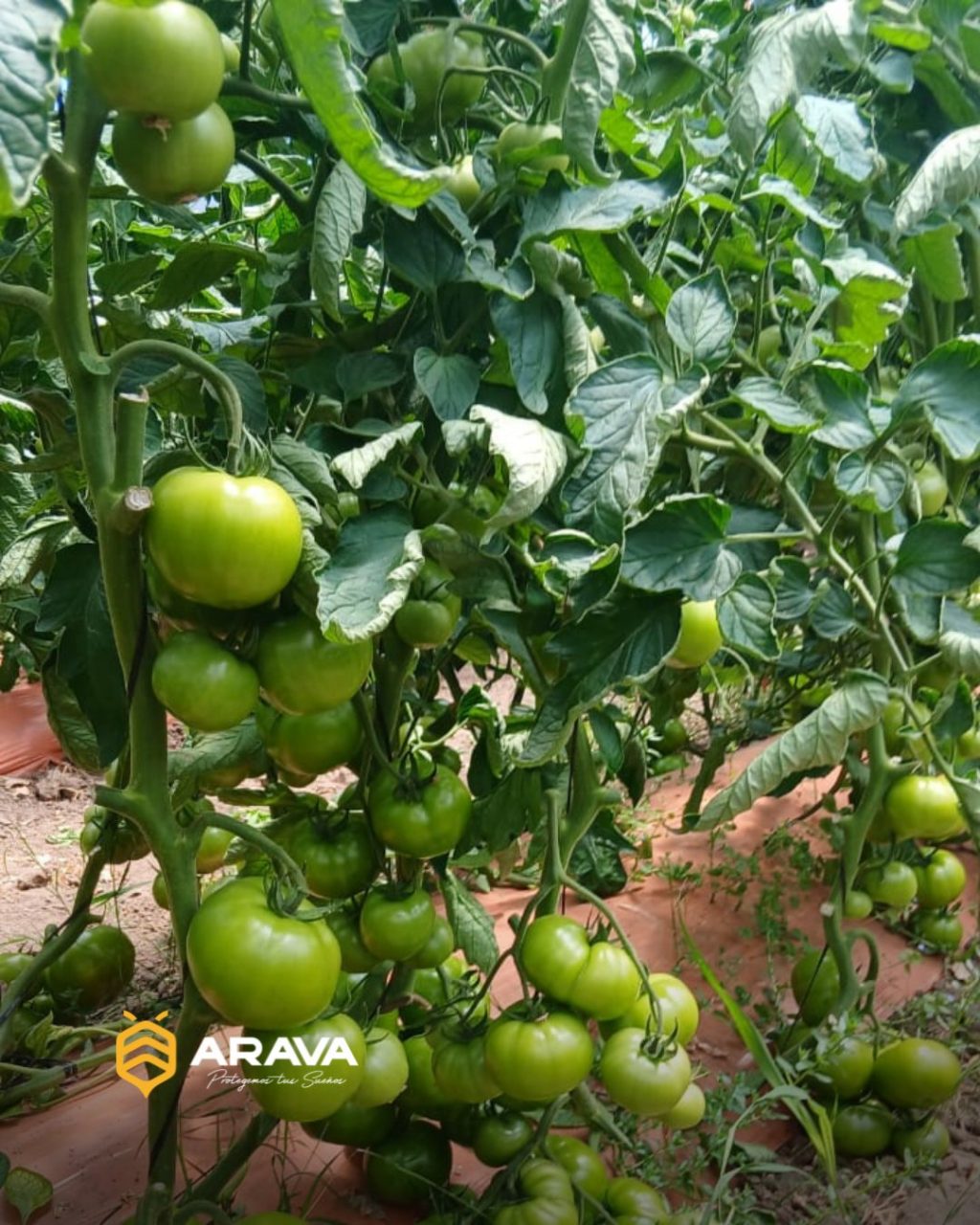 Instagram post from aravachile. This post is in position 1.