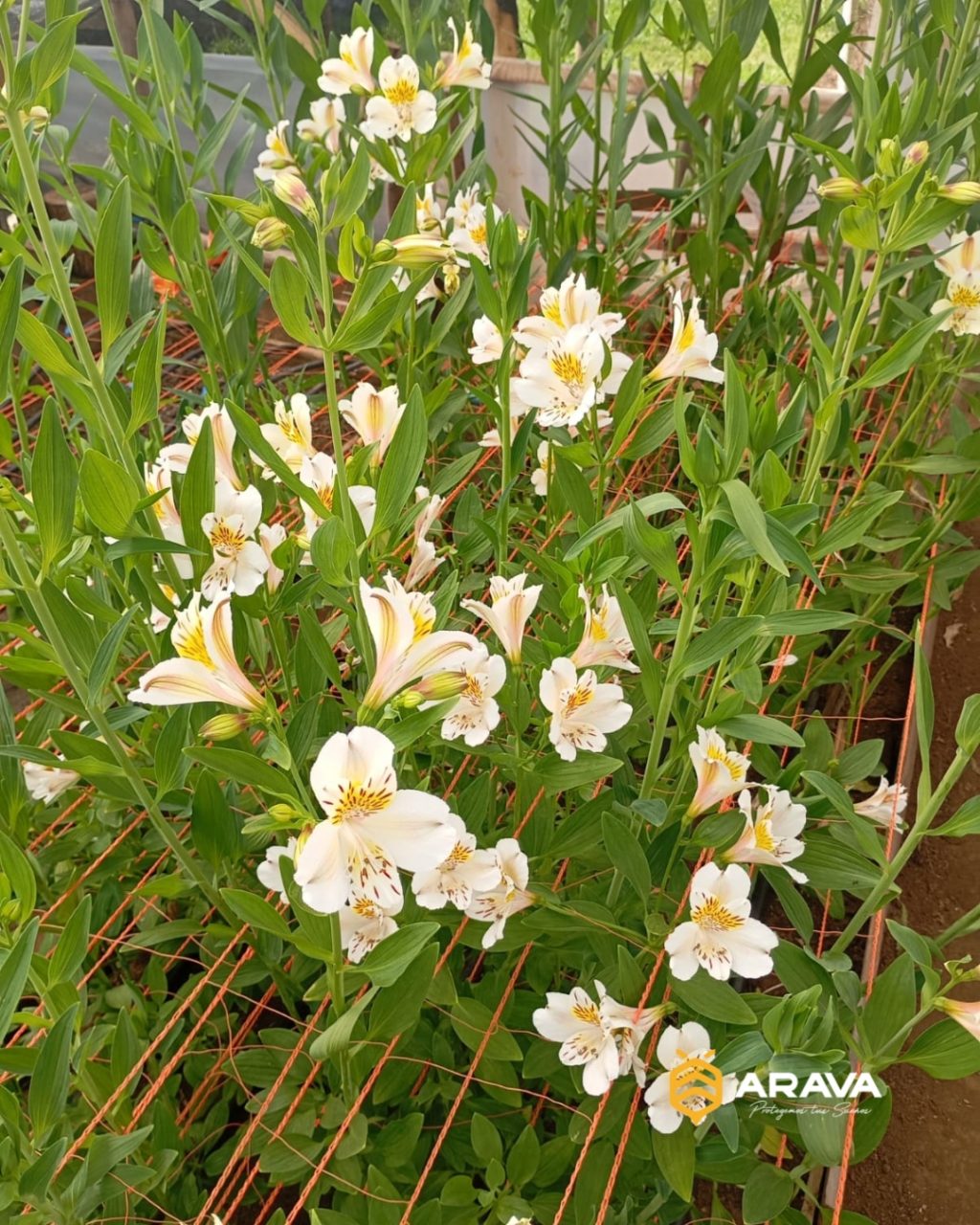 Instagram post from aravachile. This post is in position 3.