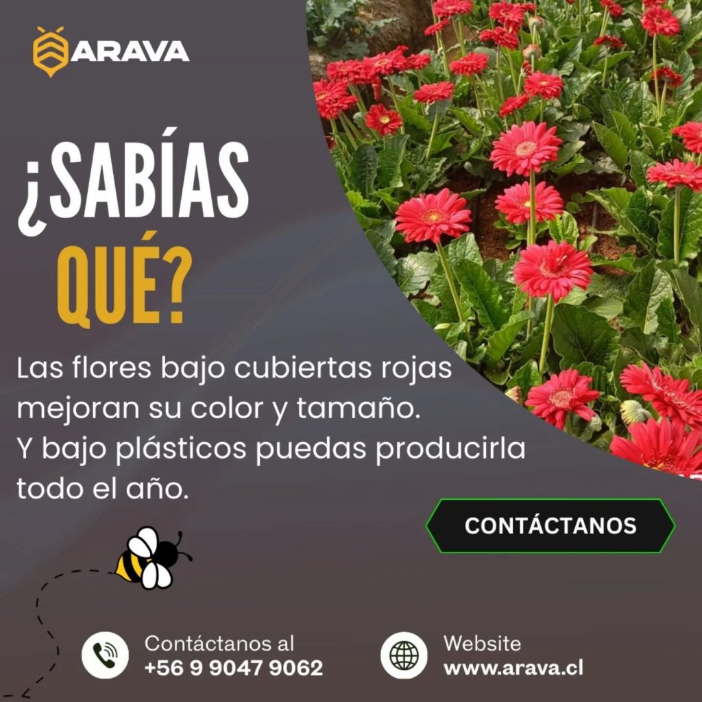 Instagram post from aravachile. This post is in position 0.