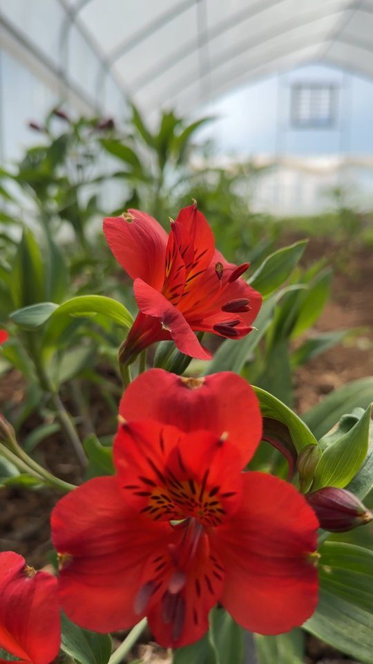 Instagram post from aravachile. This post is in position 10.