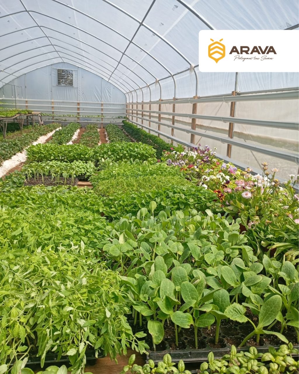 Instagram post from aravachile. This post is in position 3.