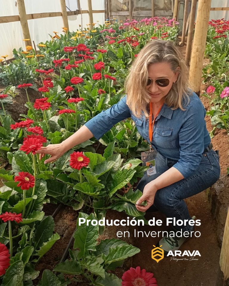 Instagram post from aravachile. This post is in position 4.