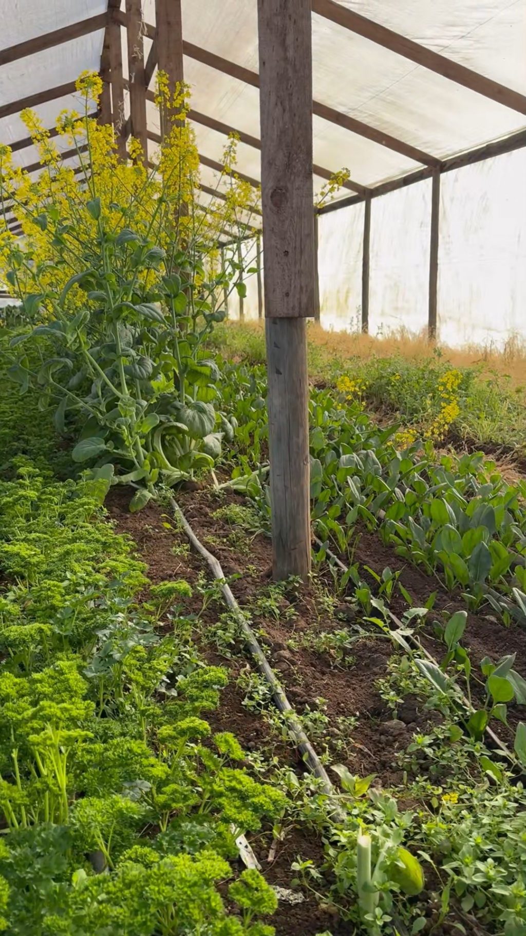 Instagram post from aravachile. This post is in position 6.