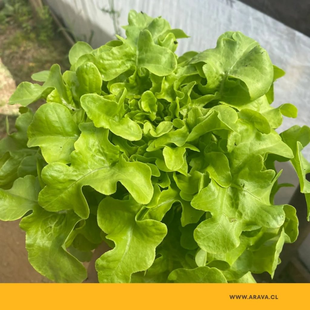 Instagram post from aravachile. This post is in position 7.