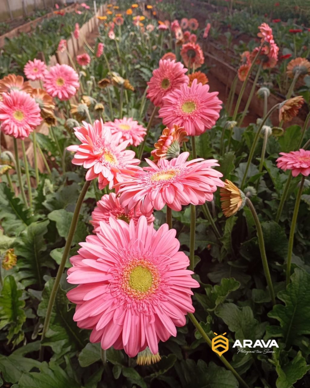 Instagram post from aravachile. This post is in position 1.