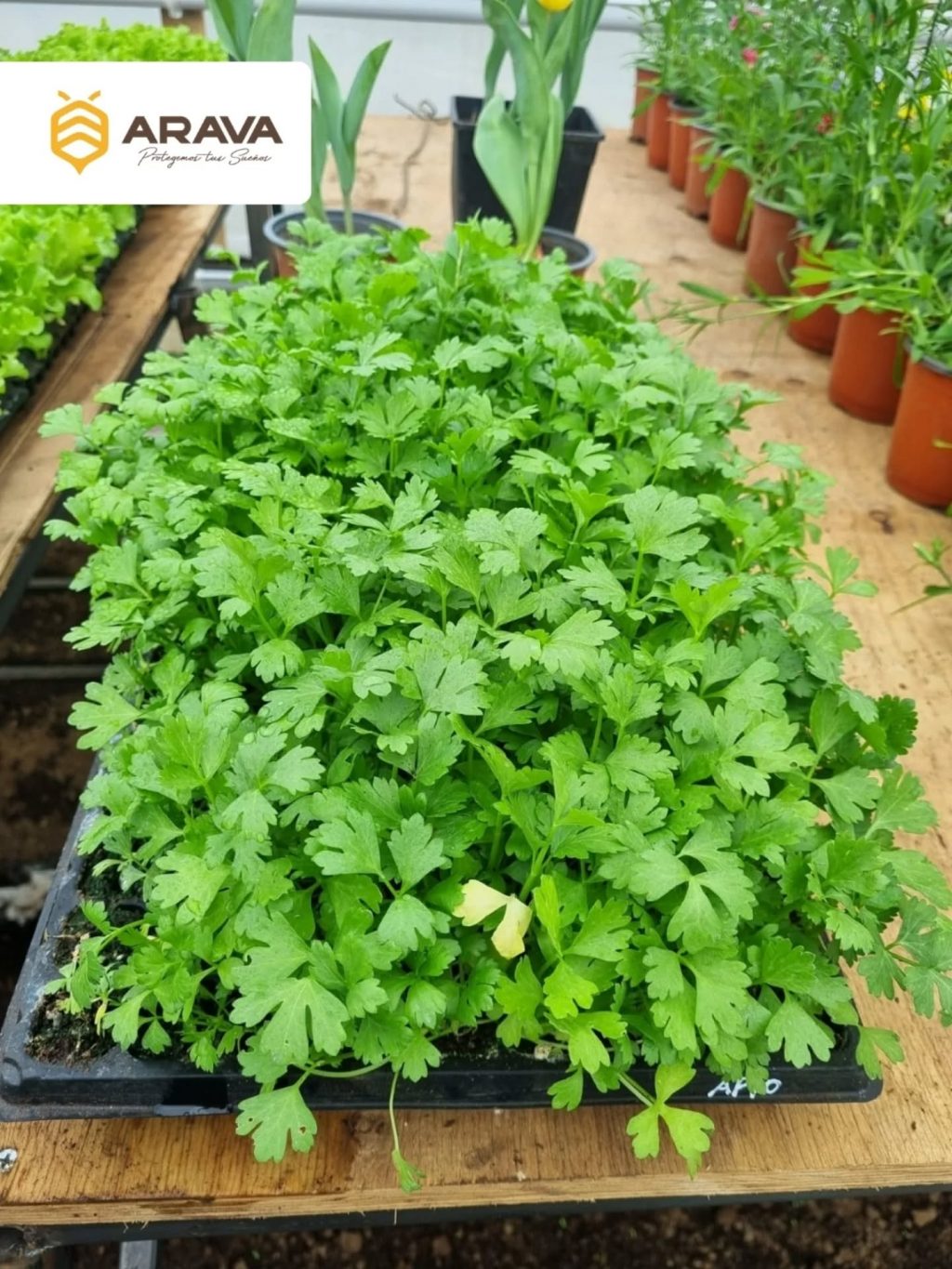 Instagram post from aravachile. This post is in position 3.