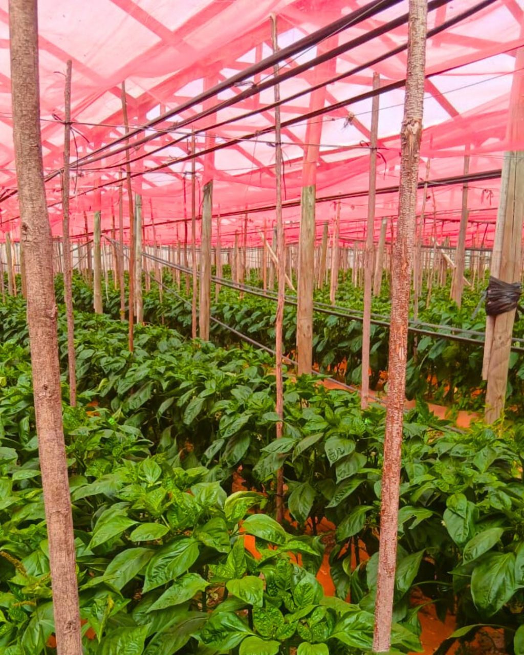 Instagram post from aravachile. This post is in position 2.