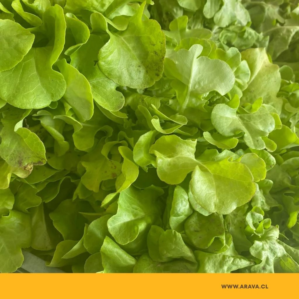 Instagram post from aravachile. This post is in position 3.