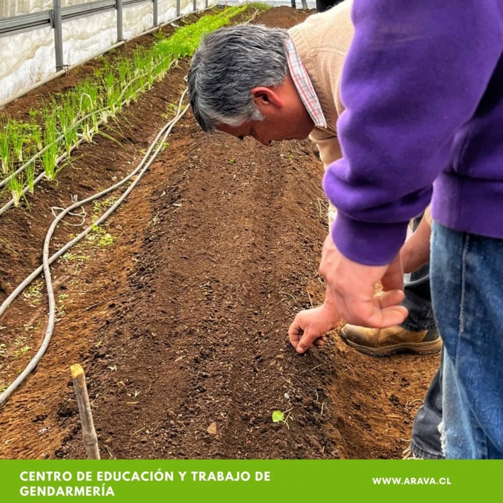 Instagram post from aravachile. This post is in position 6.