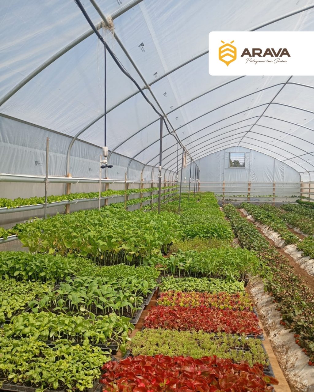 Instagram post from aravachile. This post is in position 2.