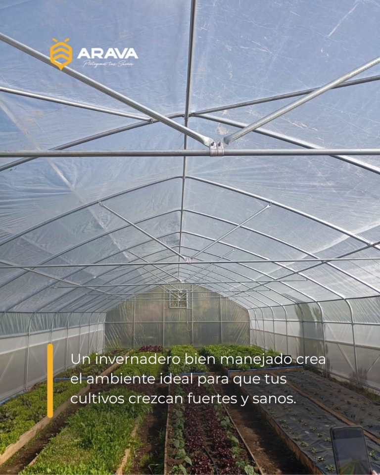 Instagram post from aravachile. This post is in position 9.