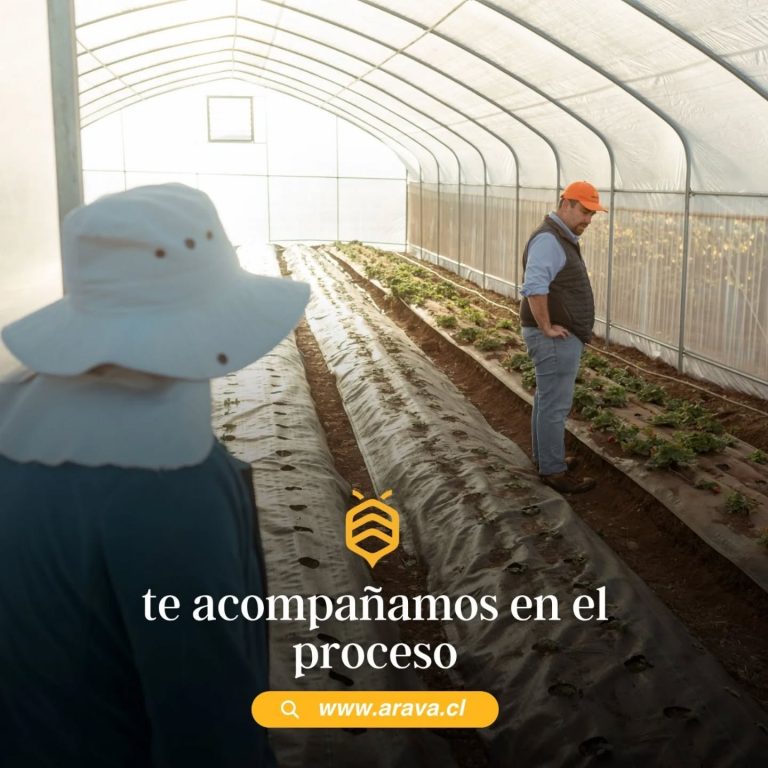 Instagram post from aravachile. This post is in position 1.