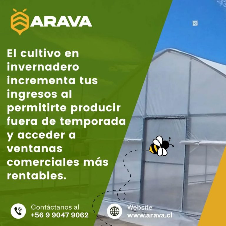 Instagram post from aravachile. This post is in position 1.