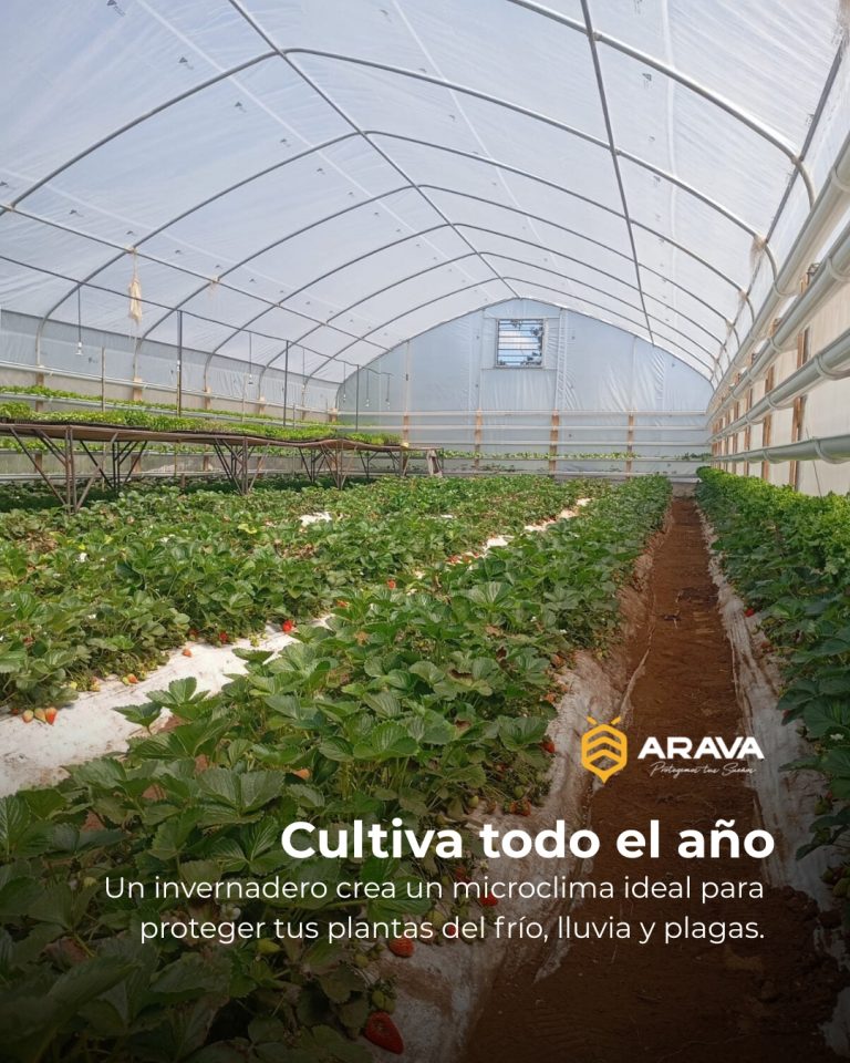 Instagram post from aravachile. This post is in position 6.