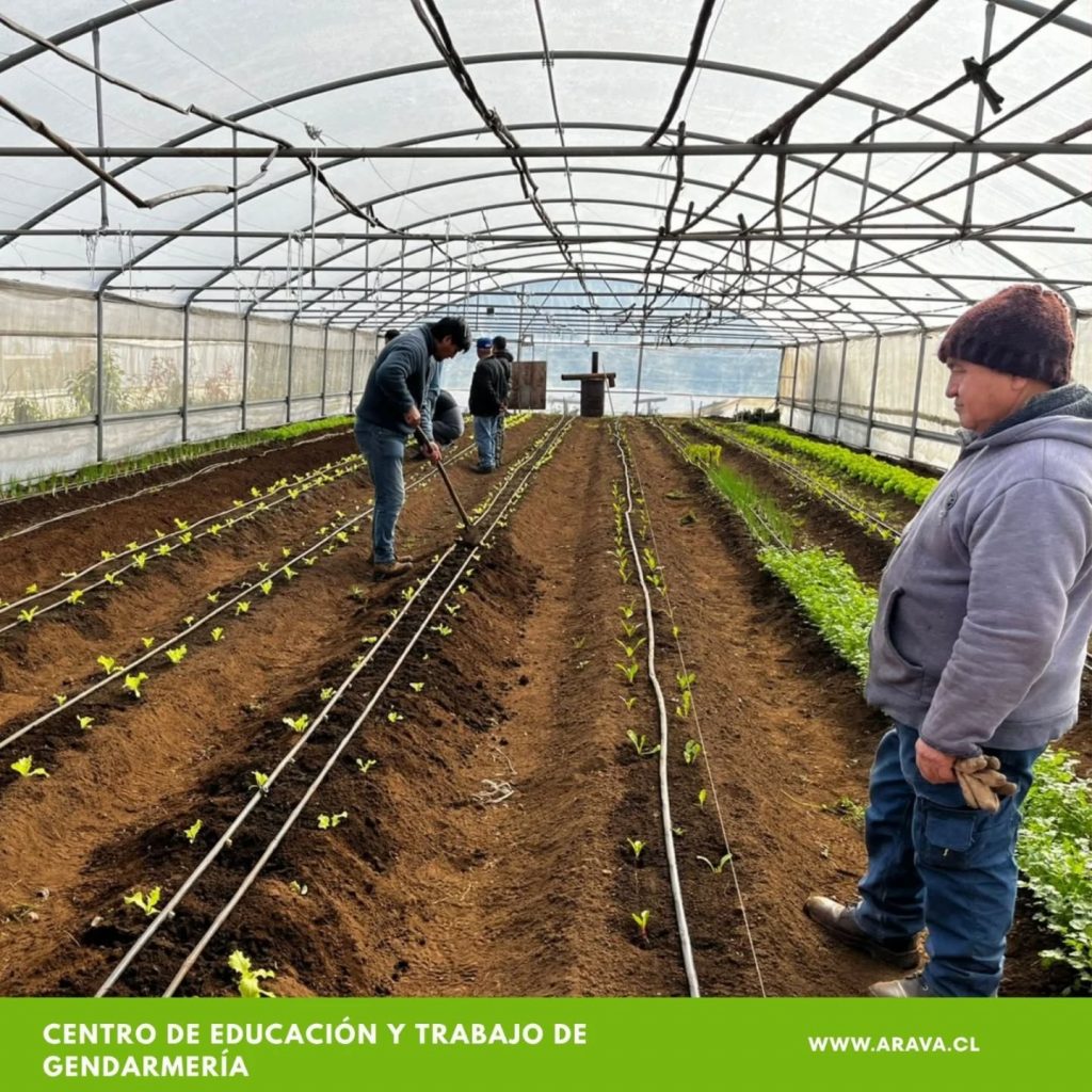 Instagram post from aravachile. This post is in position 4.