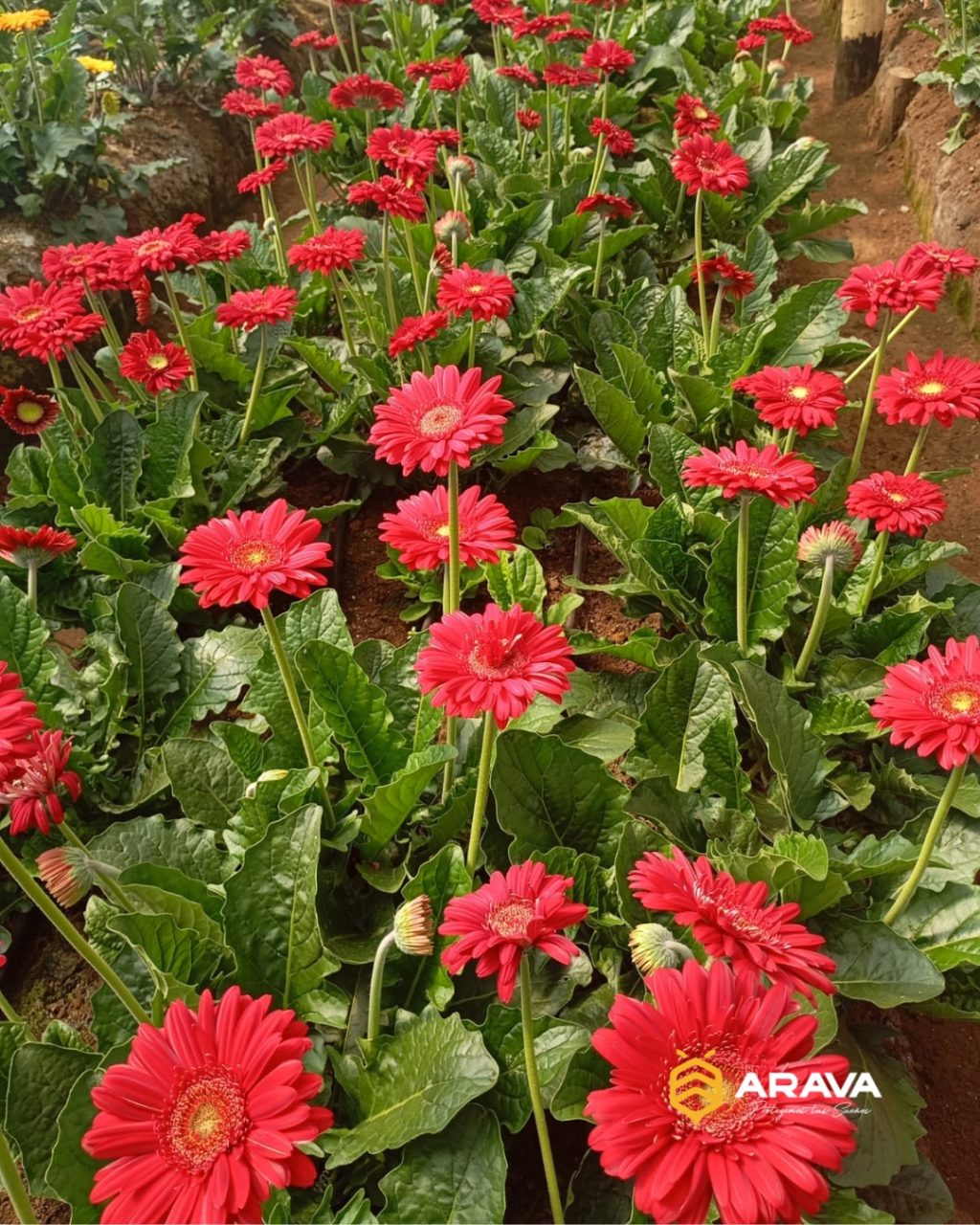 Instagram post from aravachile. This post is in position 4.