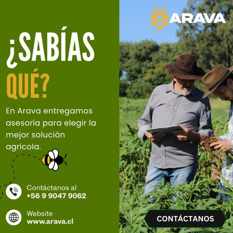 Instagram post from aravachile. This post is in position 1.