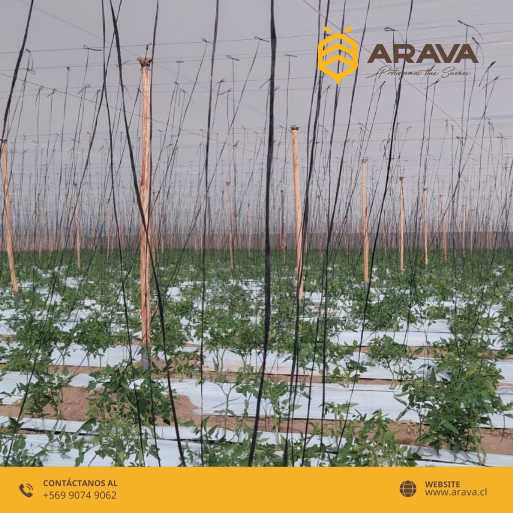 Instagram post from aravachile. This post is in position 4.