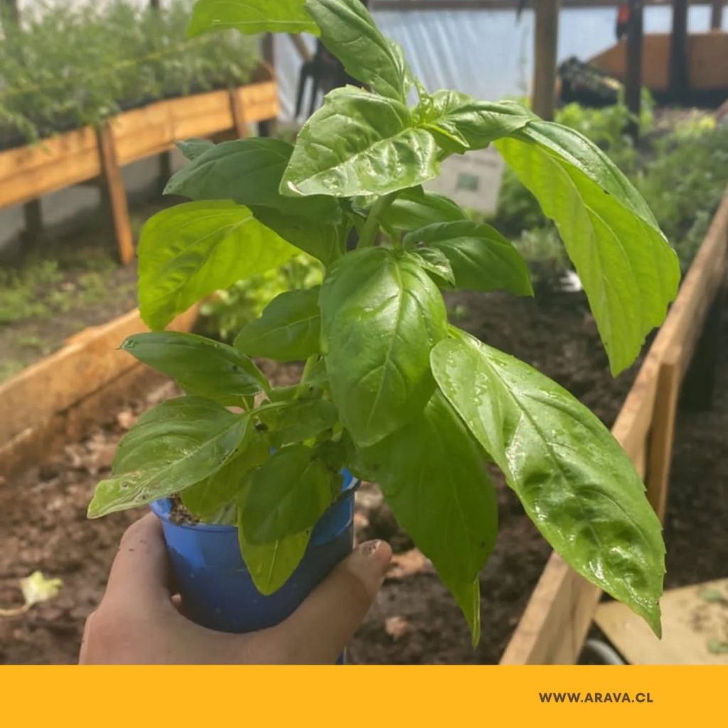 Instagram post from aravachile. This post is in position 6.