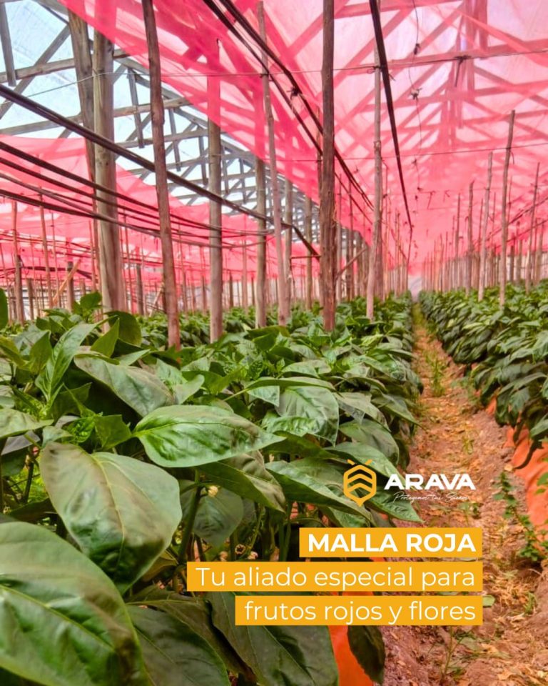 Instagram post from aravachile. This post is in position 5.