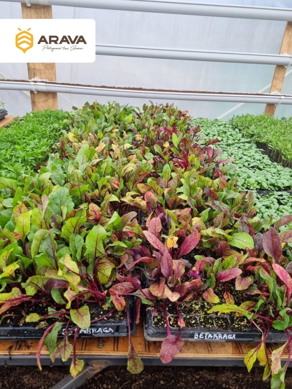 Instagram post from aravachile. This post is in position 1.